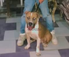 ذكر بيتبول للجواز تقليب عالي/male pitbull for marriage pure dog