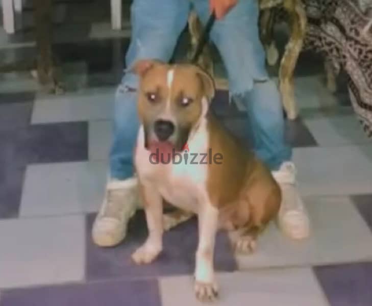 ذكر بيتبول للجواز تقليب عالي/male pitbull for marriage pure dog 0