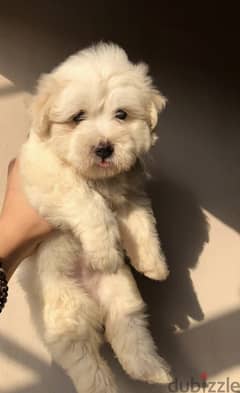 Havanese puppy for sale 0