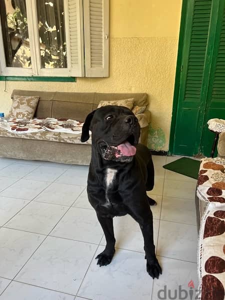 cane corso 1