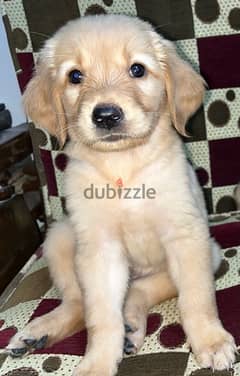 Golden retriever pure (Female) 0