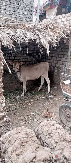 عزبه برون سوسرى للبيع بقري