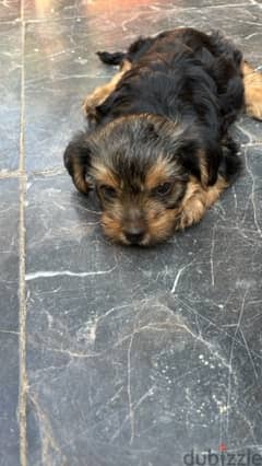 3 month old Pure Black Yorkshire Terrier for sale 0