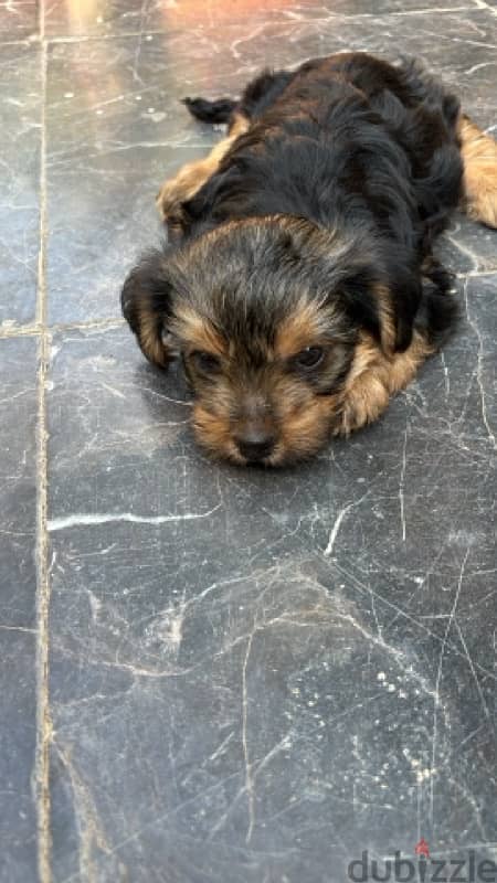 Pure Black Yorkshire Terrier for sale 0