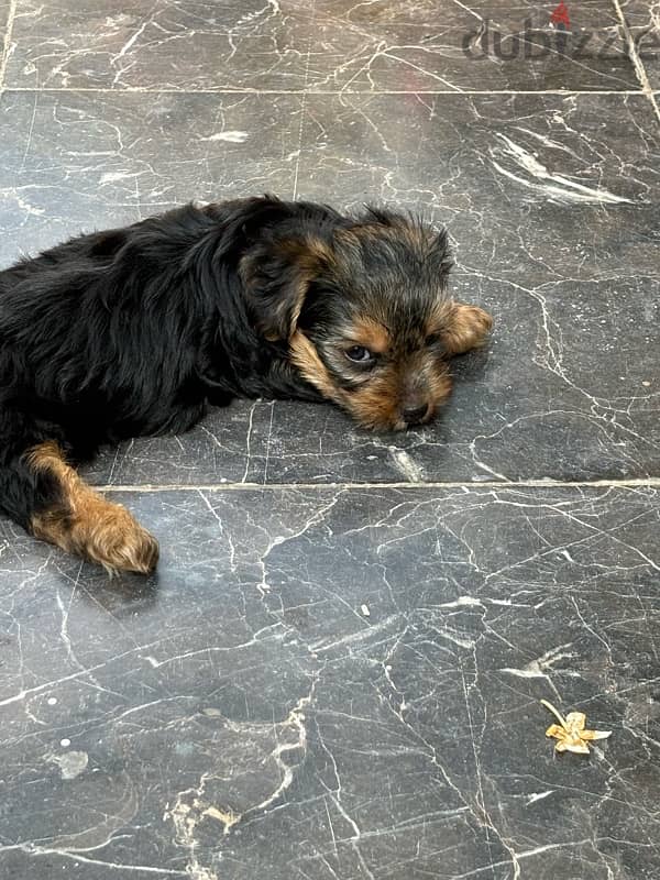 3 month old Pure Black Yorkshire Terrier for sale 1