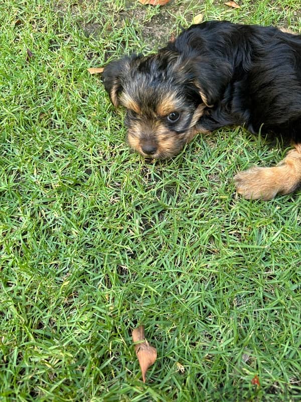 3 month old Pure Black Yorkshire Terrier for sale 2