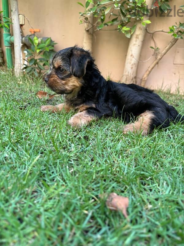 3 month old Pure Black Yorkshire Terrier for sale 3