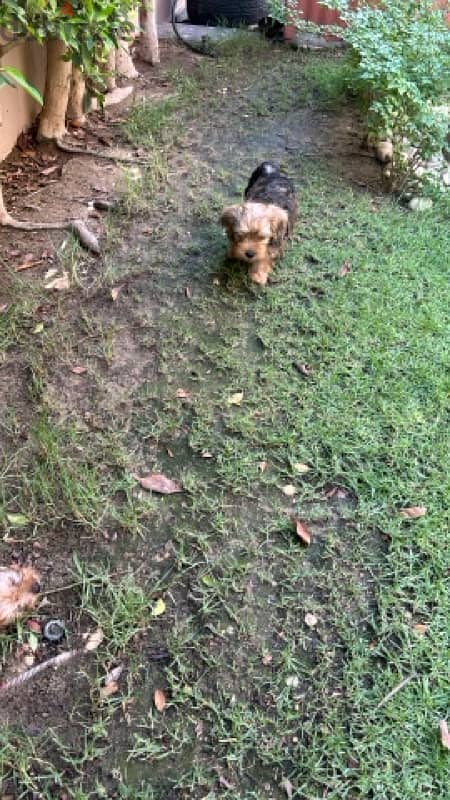 3 month old Pure Brown Yorkshire Terrier for sale 1