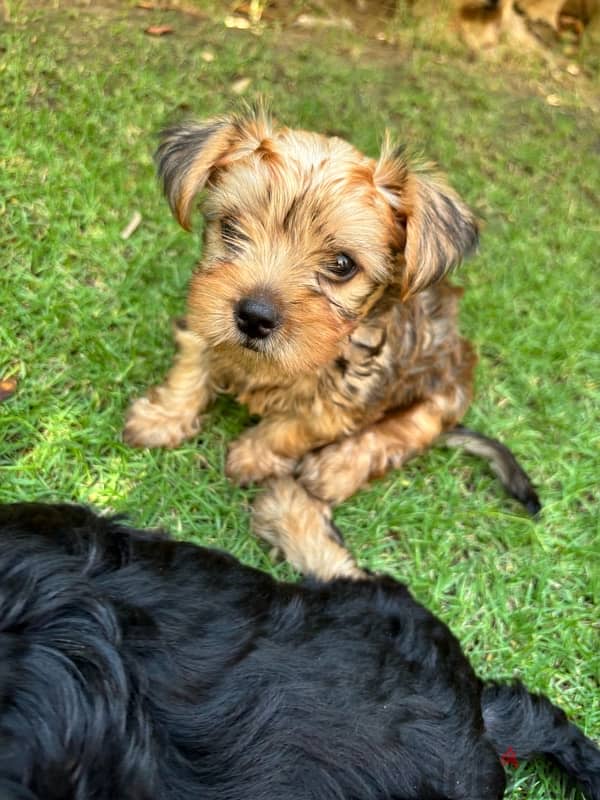 3 month old Pure Brown Yorkshire Terrier for sale 2