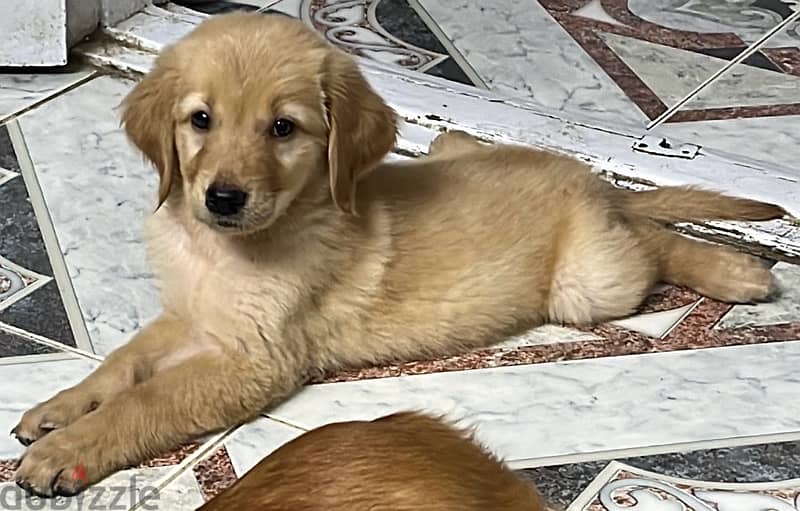 Golden retriever pure (Female) 1