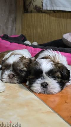 Pure Shihtzu 100%