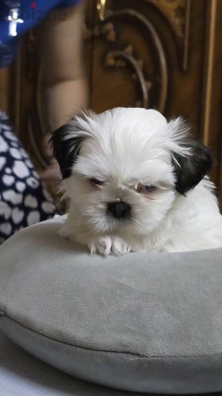 Pure Shihtzu 100% 1