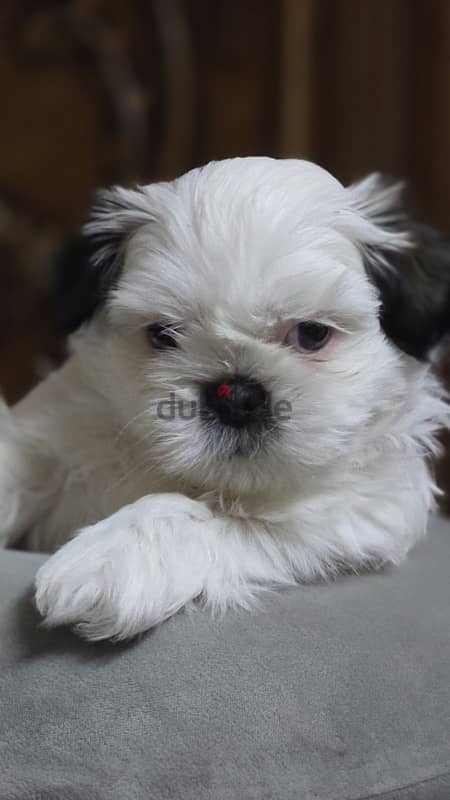 Pure Shihtzu 100% 3