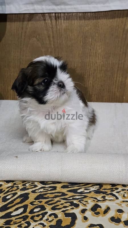 Pure Shihtzu 100% 12