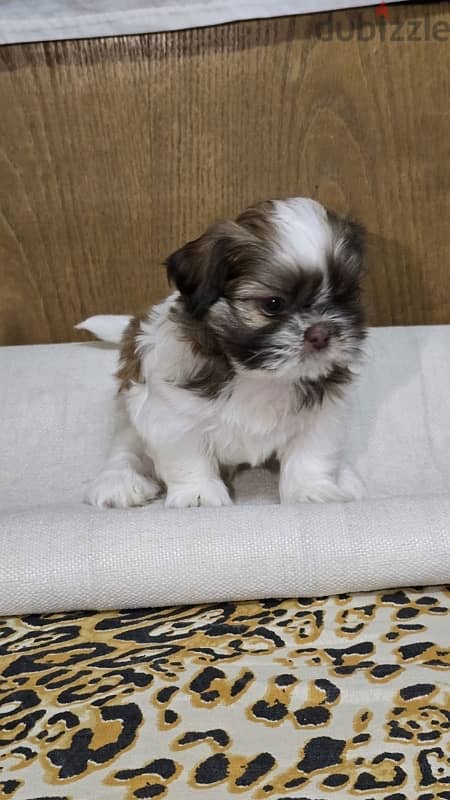 Pure Shihtzu 100% 15