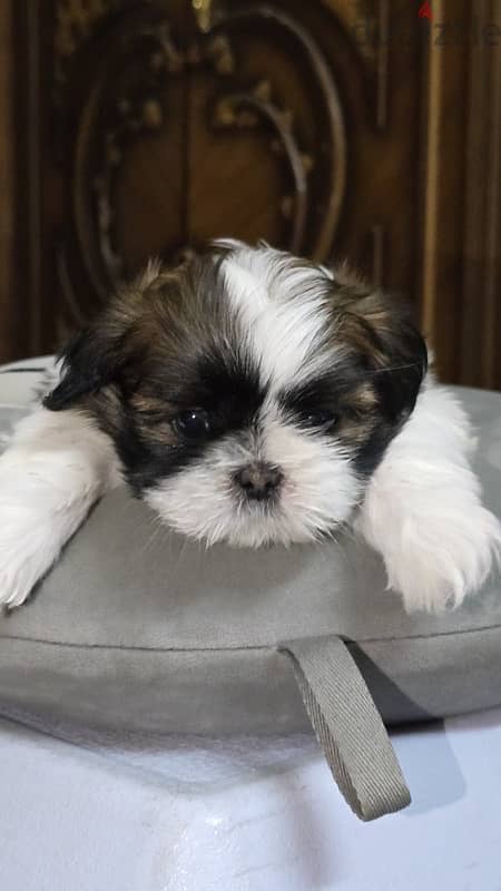 Pure Shihtzu 100% 16