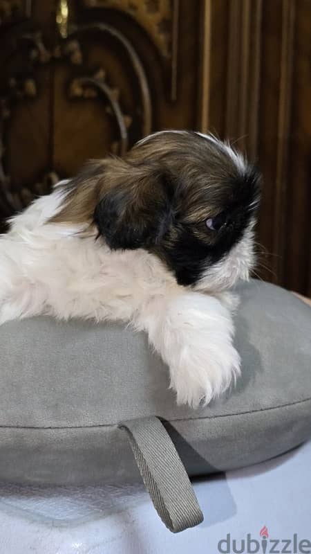 Pure Shihtzu 100% 17