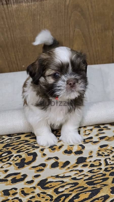 Pure Shihtzu 100% 18