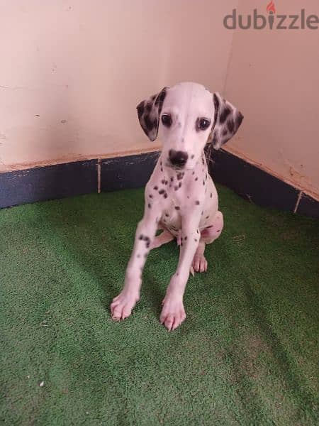 Dalmatian puppy 0