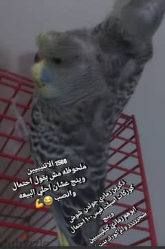 ولدين