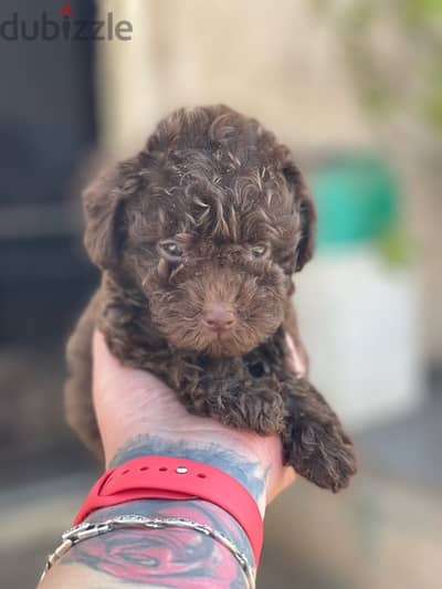 teacup poodle