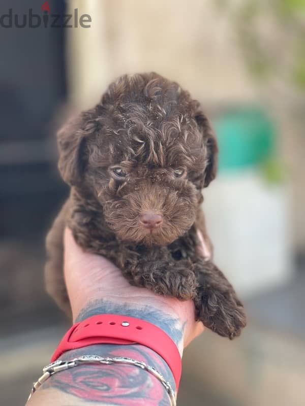 teacup poodle 0