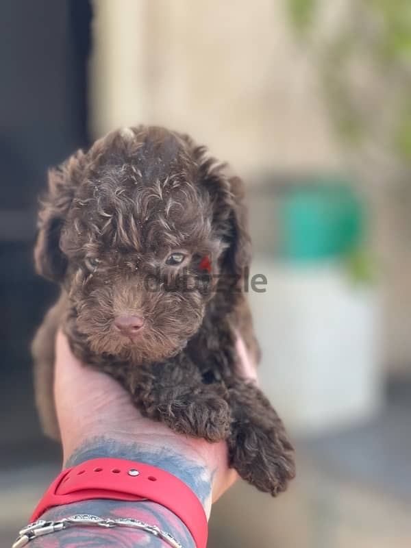 teacup poodle 1