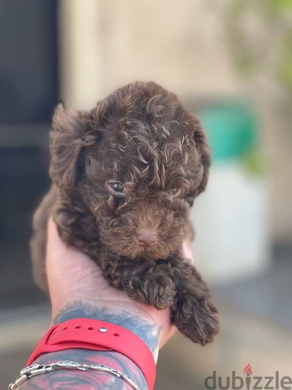 teacup poodle 2