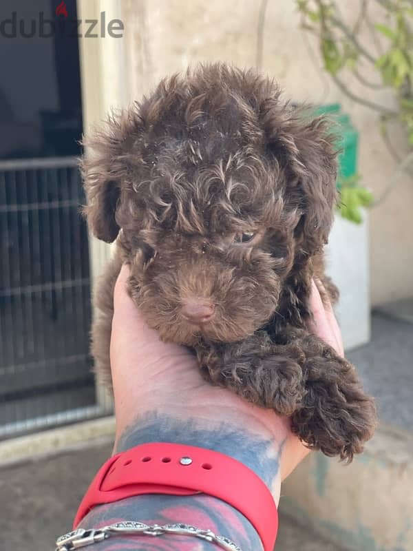 teacup poodle 3