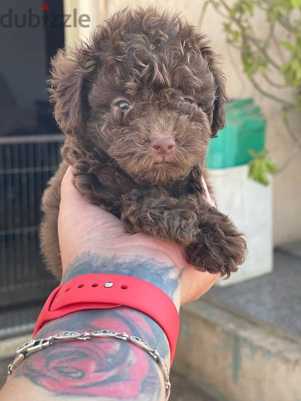 teacup poodle 4