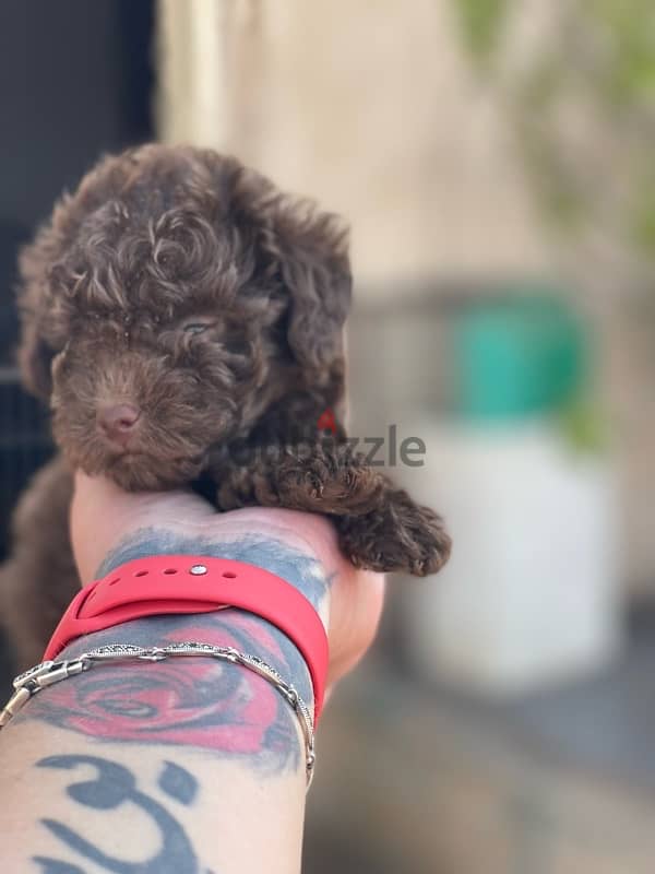 teacup poodle 5