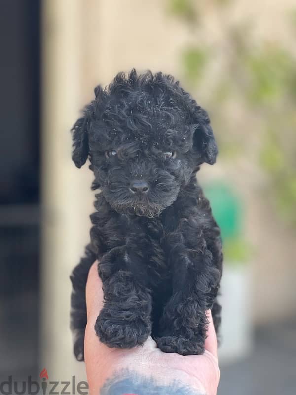 teacup poodle 9