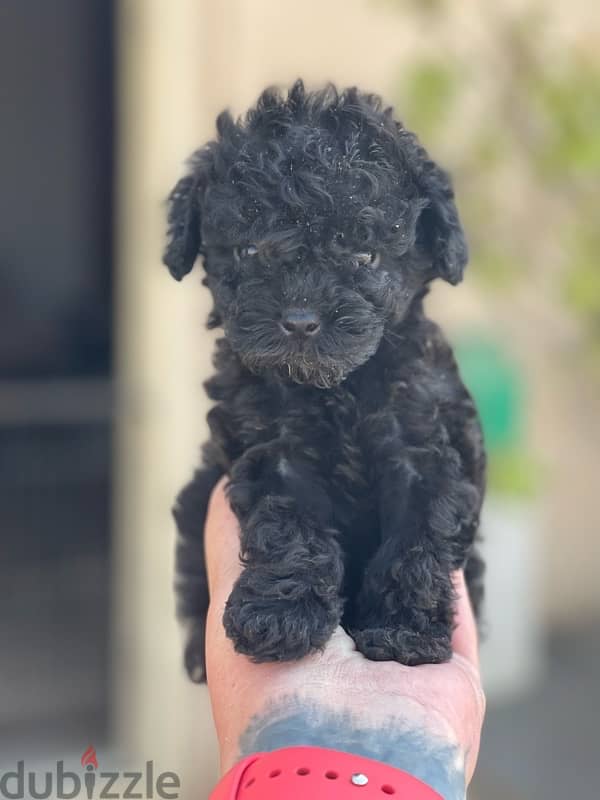 teacup poodle 10