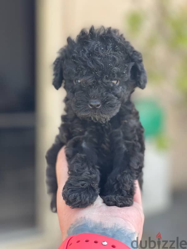 teacup poodle 11