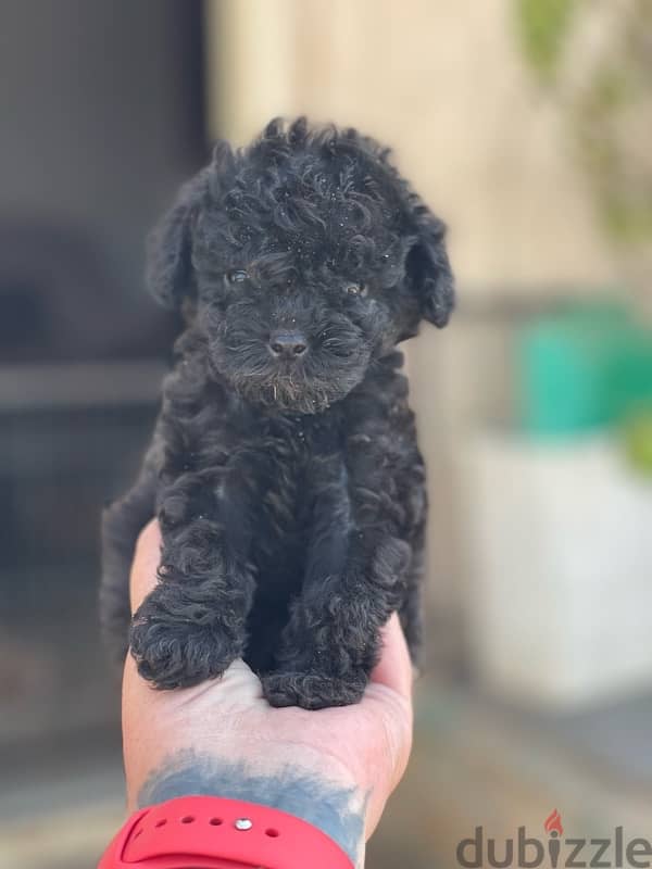 teacup poodle 12