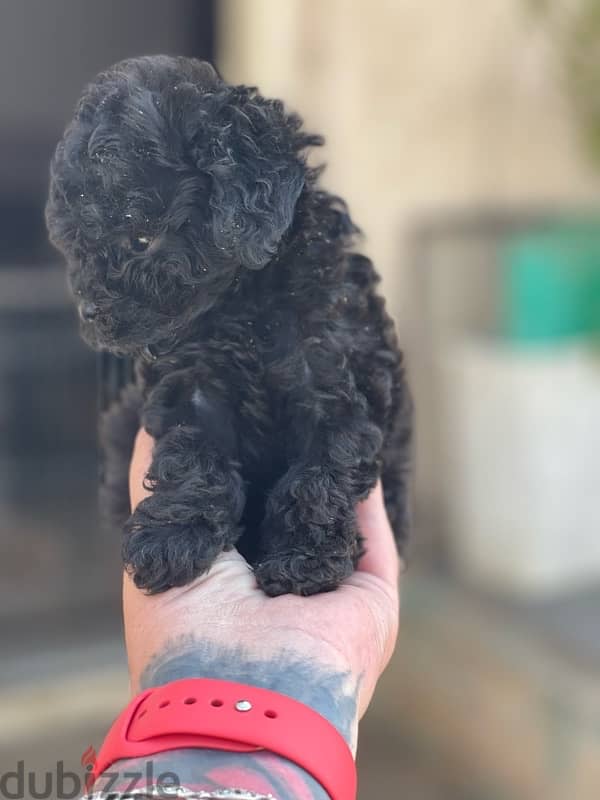 teacup poodle 13