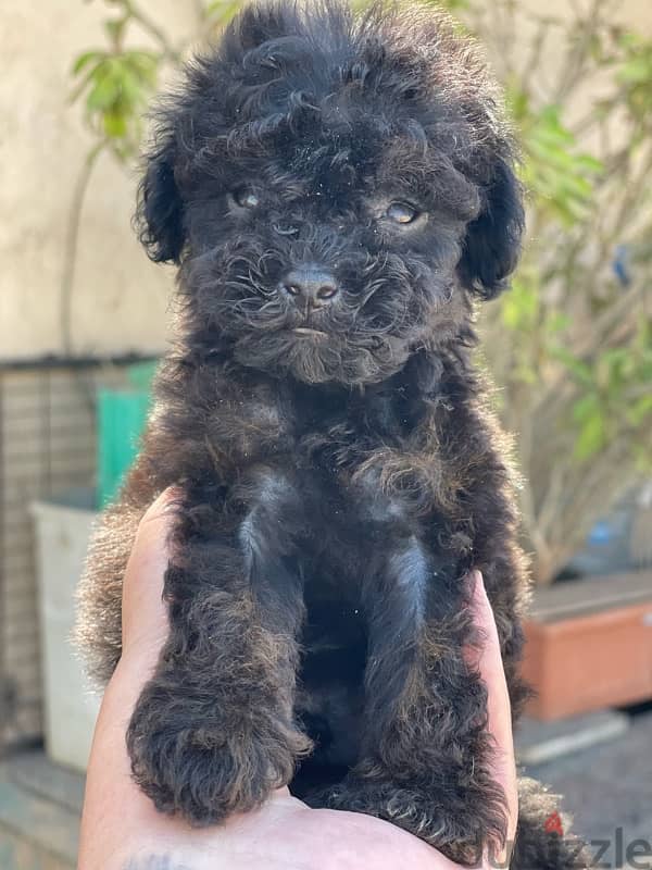 teacup poodle 19