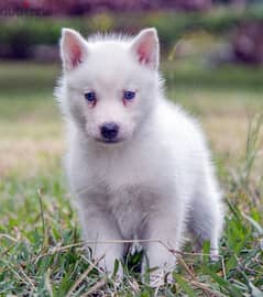 Siberian husky - سيبريان هاسكى