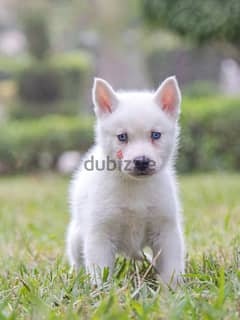 Siberian husky - سيبريان هاسكى