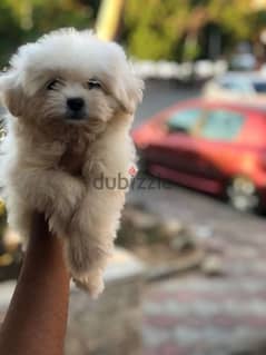 Havanese puppy 45 day's