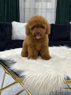 poodle toypoodle toy poodle بودل توي بودل 0