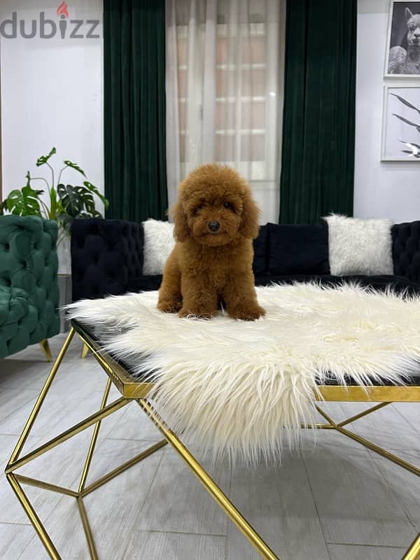 poodle toypoodle toy poodle بودل توي بودل 1