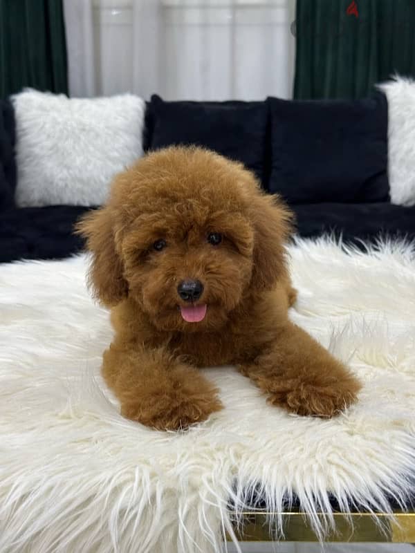 poodle toypoodle toy poodle بودل توي بودل 2