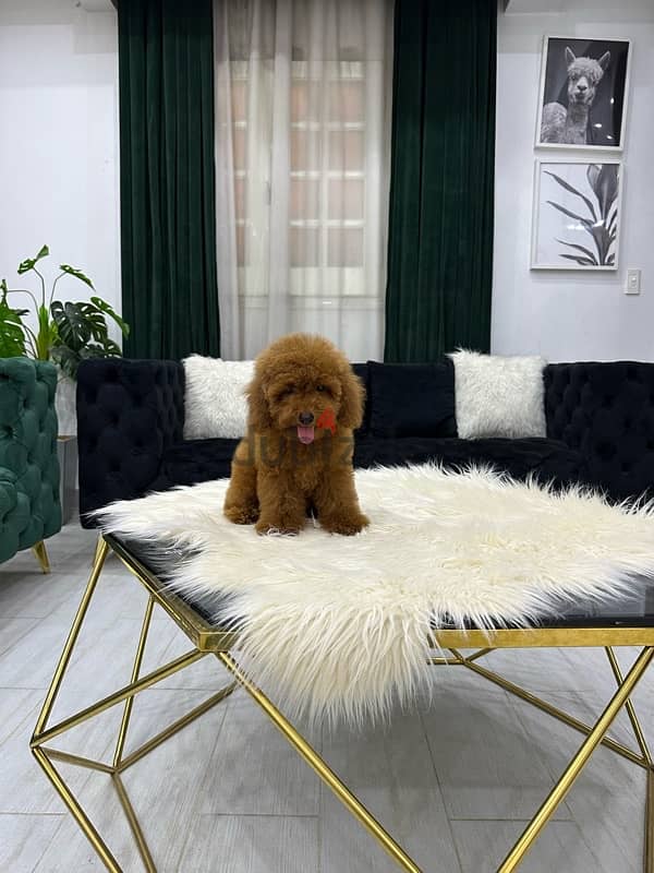 poodle toypoodle toy poodle بودل توي بودل 3