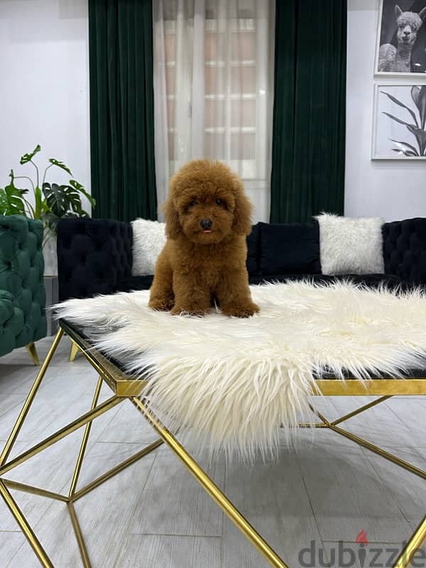 poodle toypoodle toy poodle بودل توي بودل 4