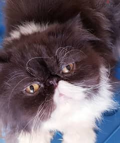 بيرشن زورار persian cat 0