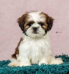 male & female shih tzu puppies