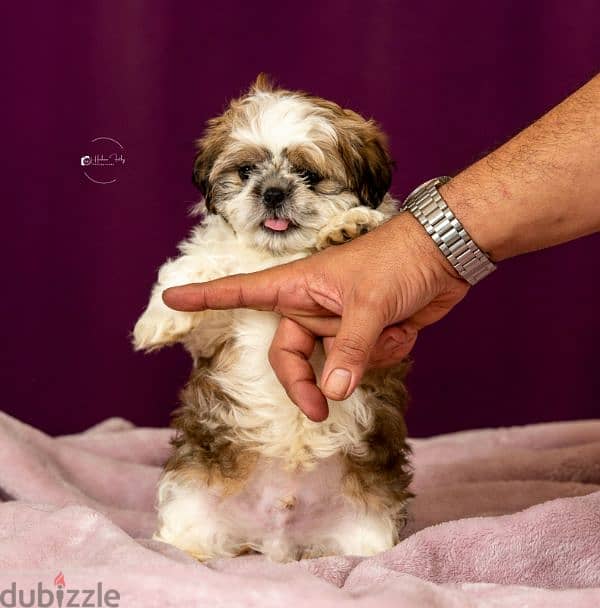 male & female shih tzu puppies 1