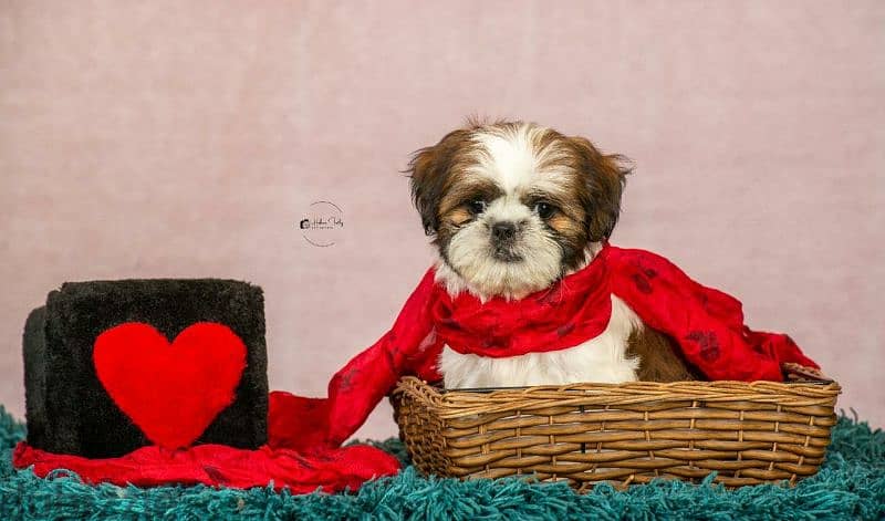 male & female shih tzu puppies 2