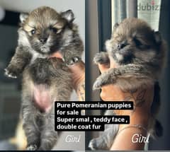 pure Pomeranian puppies 0